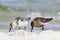 Sanderling pair searching for food - Calidris alba