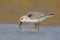 Sanderling - Pilrito praias - Calidris alba