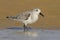 Sanderling - Pilrito praias - Calidris alba