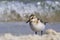 Sanderling portrait - Calidris alba