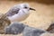 Sanderling Resting