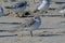 Sanderling resting on the beach on the Atlantic Ocean coast.