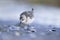 A sanderling resting and foraging during migration on the beach of Usedom Germany.