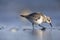 A sanderling resting and foraging during migration on the beach of Usedom Germany.