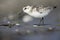 A sanderling resting and foraging during migration on the beach of Usedom Germany.