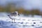 A sanderling resting and foraging during migration on the beach of Usedom Germany.