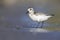 A sanderling resting and foraging during migration on the beach of Usedom Germany.