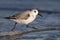 Sanderling running along a Georgia beach in winter