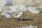 A Sanderling running along the shore of the sea