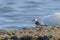 A Sanderling running along the shore of the sea