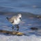 A Sanderling running along the shore of the sea