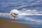 Sanderling running away from a wave at the shore