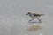 Sanderling Running on a Beach - Bolivar Peninsula, Texas