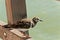 Sanderling, seabird, perched of a wood railing at a tropical beach