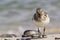 Sanderling searching for food - Calidris alba