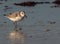 Sanderling on Seashore