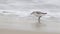 Sanderling on the shore