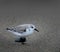 Sanderling Shore Bird on the Pacific Coast