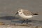 Sanderling Shorebird