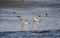 Sanderling shorebirds on beach, Hilton Head Island