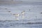 Sanderling shorebirds on beach, Hilton Head Island