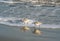 Sanderling Shorebirds in Ocean Surf