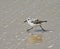 Sanderling small shorebird grey white California beach