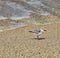 Sanderling small shorebird grey white California beach