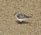Sanderling small shorebird grey white California beach