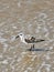 Sanderling small shorebird grey white California beach