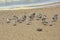 Sanderling small shorebirds grey white California beach