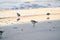 Sanderling Standing on the Beach at Sunrise