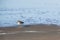Sanderling stands on a beach