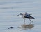 Sanderling Stretching