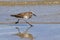 Sanderling In Summer Plumage