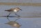 Sanderling In Summer Plumage