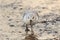 A Sanderling wader or shorebird, Calidris alba. UK