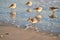 A sanderling walking along the shore in water