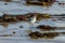 Sanderling on the Winter California Beach.