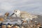 Sanderling In Winter Plumage Feeding