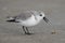 Sanderling in winter plumage foraging on a Gulf of Mexico beach - Florida