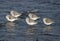 Sanderlings