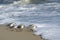 Sanderlings in Assateague Island National Seashore