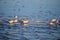 Sanderlings on a beach.