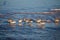 Sanderlings on a beach.