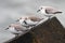 Sanderlings (Calidris alba)