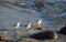 Sanderlings (Calidris alba) feeding along the shore in Laguna Beach, California.