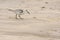 Sanderlings, Calidris alba, looking for food on the beach