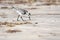 Sanderlings, Calidris alba, looking for food on the beach