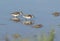 Sanderlings calidris alba searching for food in the water